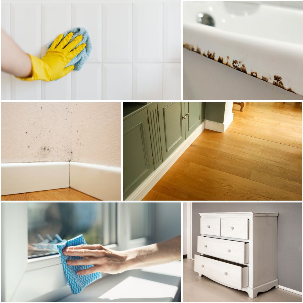 Zastosowanie Pleśń